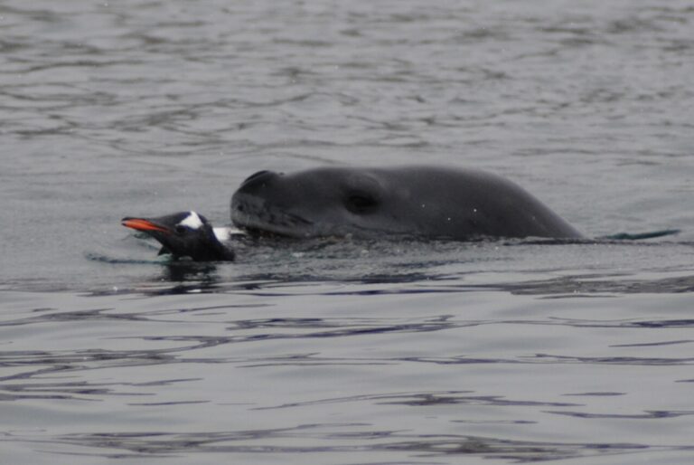 A Gentoo meal for the Leopard Seal_Jamie Scherbeijn