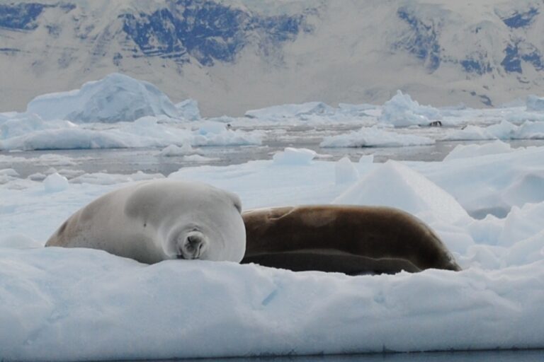 Crabeater Seals_Jamie Scherbeijn