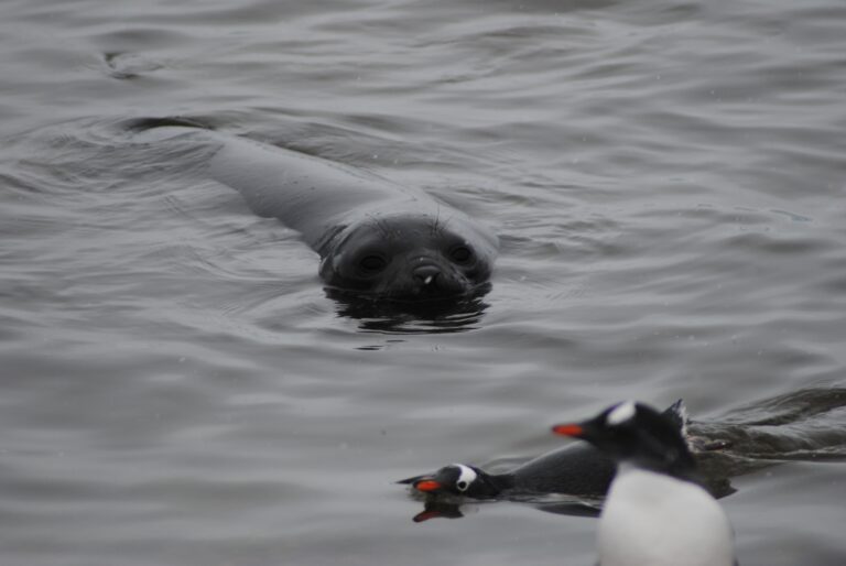 Elephant Seal Gentoo Penguins Jamie Scherbeijn