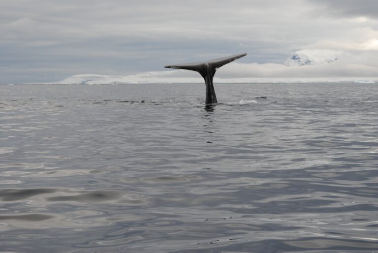 Humpback Whale in Antarctica Jamie Scherbeijn