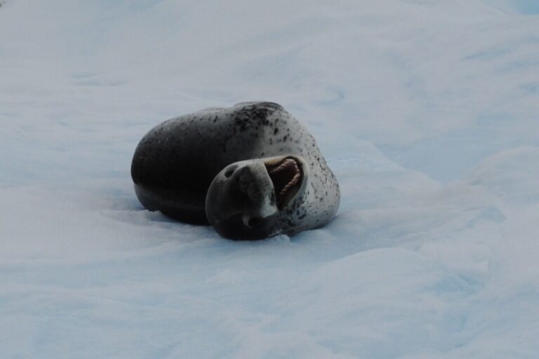 Leopard Seal Jamie Scherbeijn