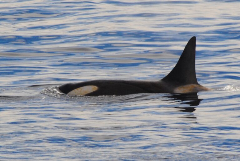 Orca Jamie Scherbeijn