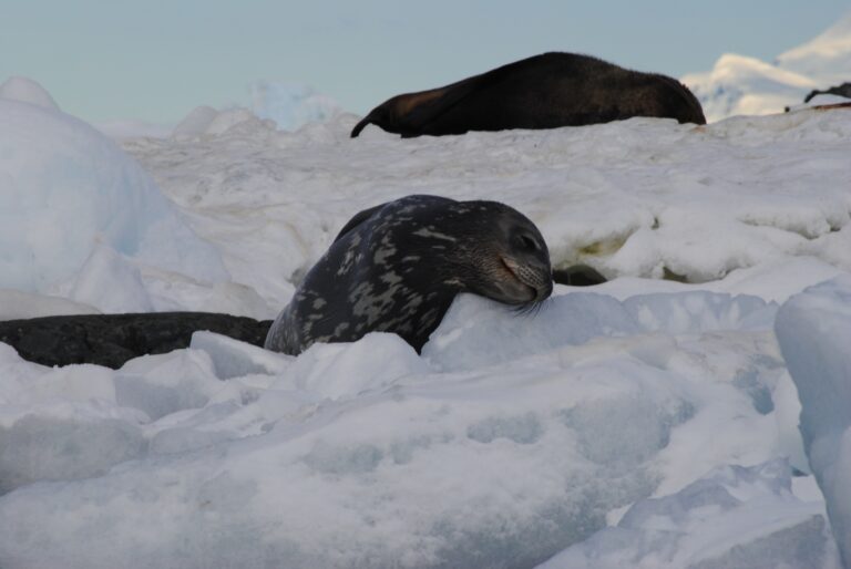 Weddell Seals Jamie Scherbeijn