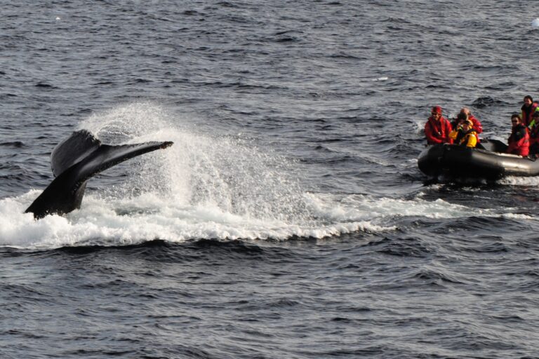 Zodiac Cruising Jamie Scherbeijn