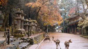 Nara Deer Park