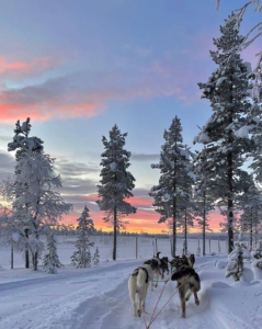 Dog Sledding